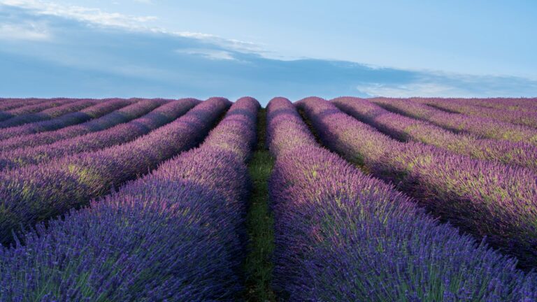 Provence-Alpes-Côte d’Azur : que voir en 7 jours de séjour ?